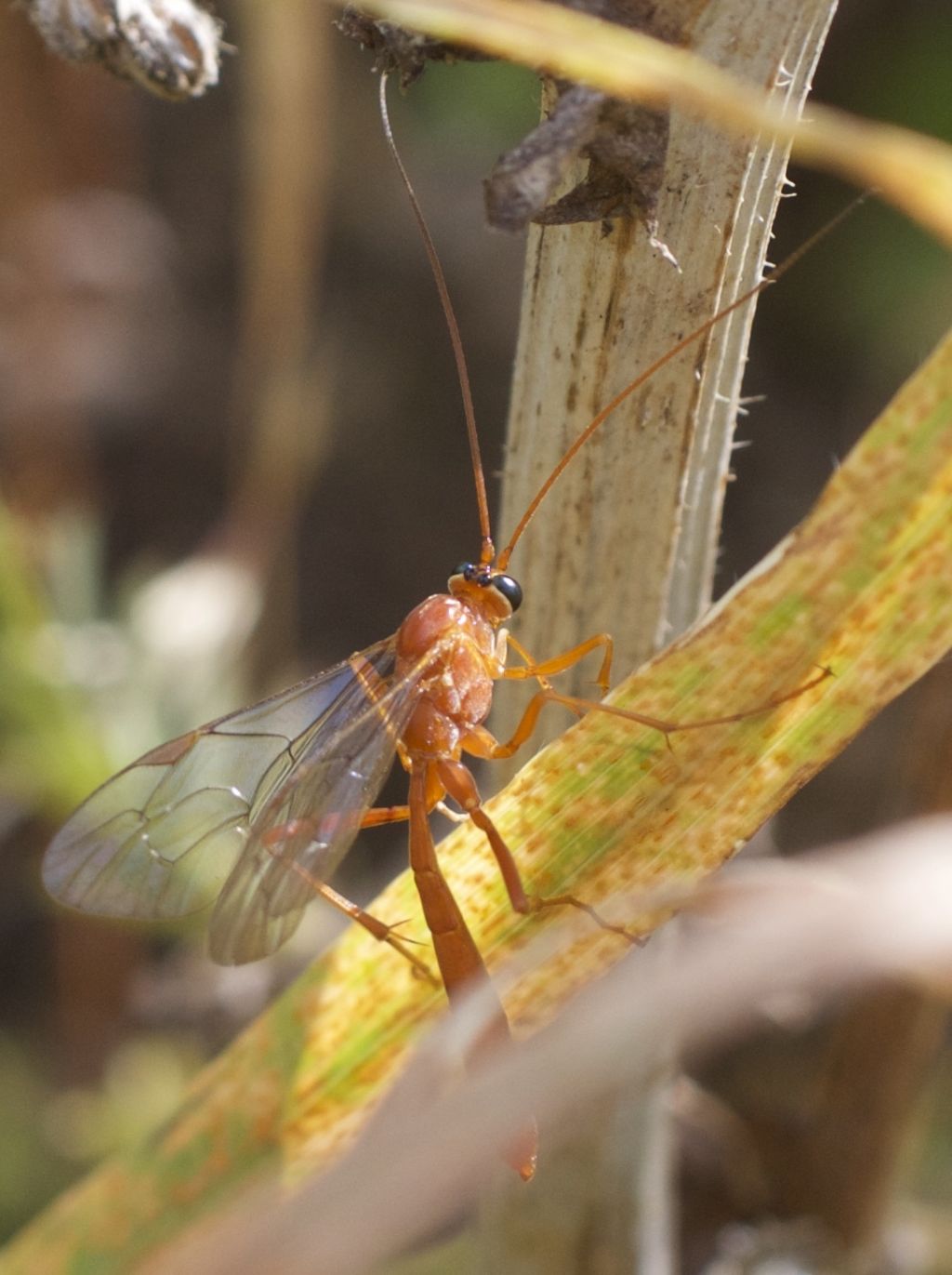 Ichneumonidae-genere Netelia